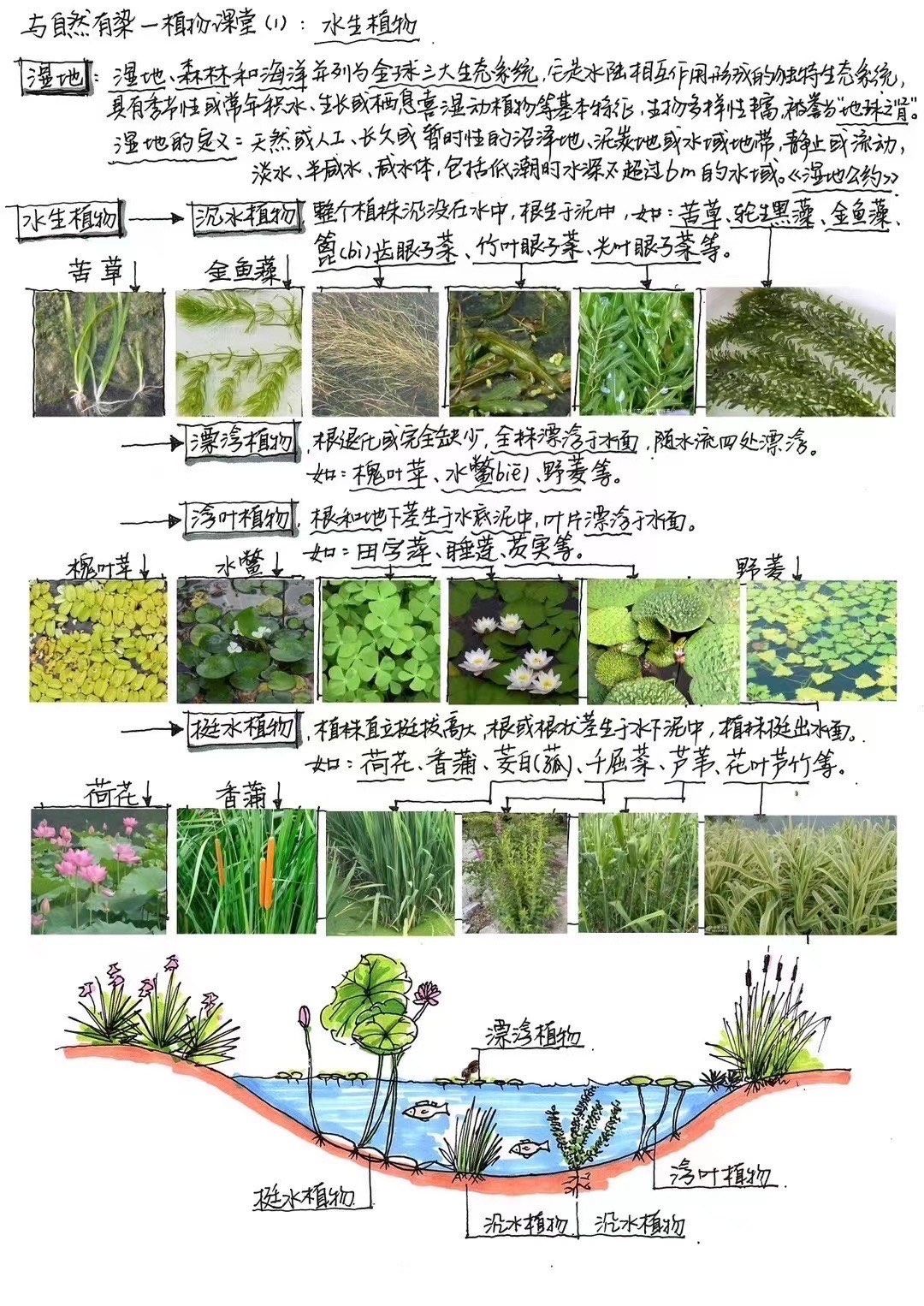 人间草木思维导图图片