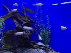 -上海海洋水族馆