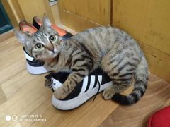 -艾吉宠物医院·疑难杂症转诊中心·猫友好(碧江路院)
