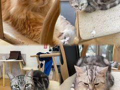 -猫咪派对(江南西店)