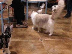 -共舞时光猫咖·狗咖(新街口店)