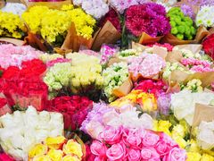 -曲阳花鸟市场(曲阳路店)
