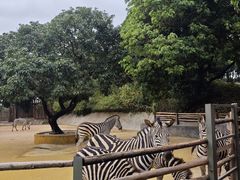 -泉州海丝野生动物世界