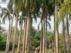 -中国科学院西双版纳热带植物园