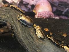 -上海大自然野生昆虫馆(东方明珠·爬宠昆虫探索中心)
