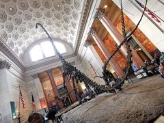 -美国自然历史博物馆