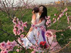 -樂桃源奉贤黄桃种植采摘基地