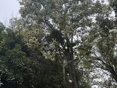 -青龙山国家森林公园