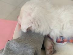 -乐琪宠物医院·犬猫专科·骨外科·急重症