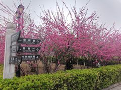 -大槐树寻根祭祖园