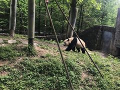 -都江堰中华大熊猫苑