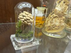 -广州神农草堂中医药博物馆