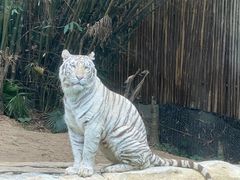-广州长隆野生动物世界