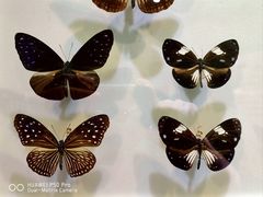 -上海昆虫博物馆