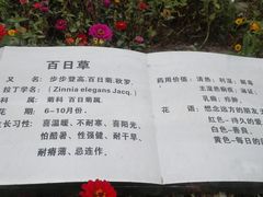 -莲花山花海