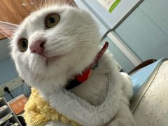 -纳吉亚猫专科动物诊疗中心(蒋宅口分院)