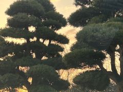 -龙大花卉苗木市场