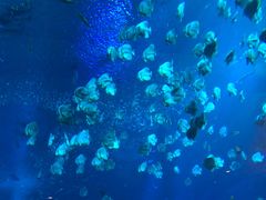 -亚特兰蒂斯•OSSIANO奥西亚诺海底餐厅