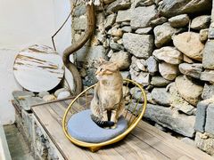 -喵屿·大理花园猫咖