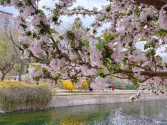 -海棠花溪(元大都城垣遗址公园)