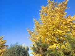 -北京市海淀外国语实验学校