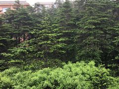-峨嵋山金顶