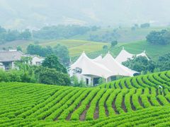 -帐篷客·溪龙茶谷度假酒店