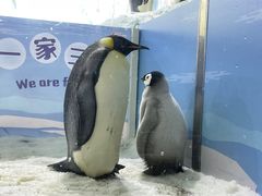 -珠海长隆海洋王国