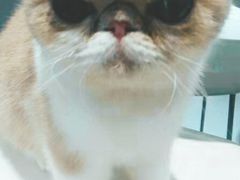 -飞行喵MR PILOT|猫舍·猫咖(静安大融城店)