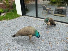 -J Create城市露营咖啡·简餐·宠物(上海动物园店)