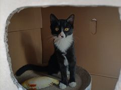 -可蒙动物医院·猫科·骨科中心(首义路店)