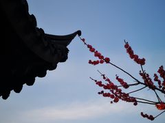 -香雪海
