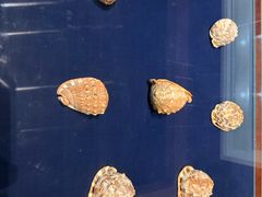 -青岛贝壳博物馆