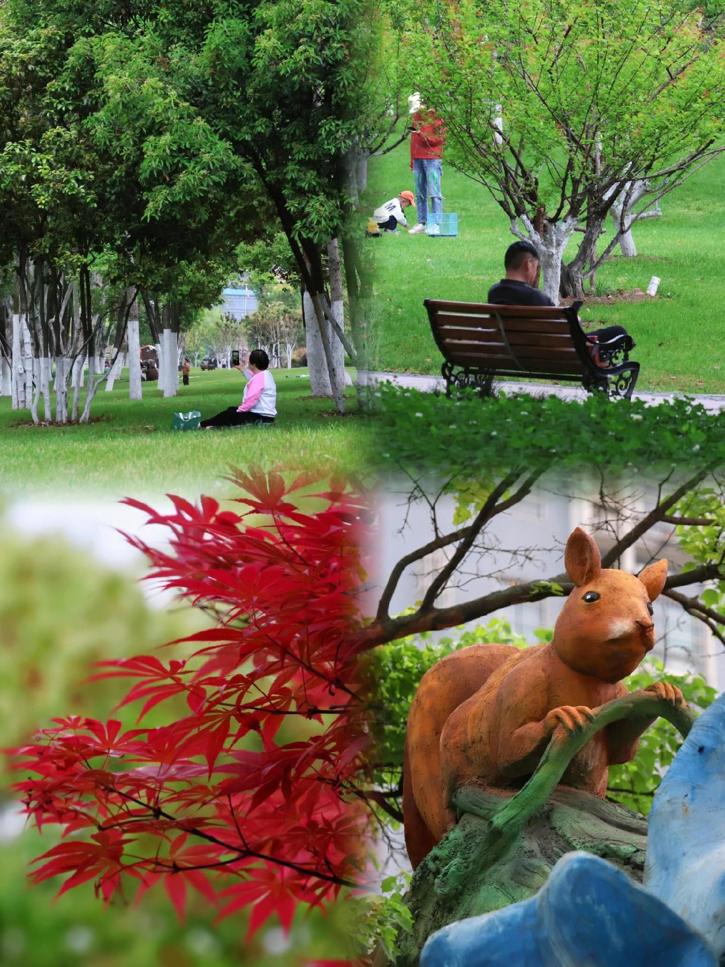 花冲公园|合肥版的莫奈花园🖼️