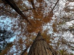 -白水寺森林公园