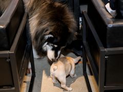 -百好乐宠物友好餐厅(朝外大街店)