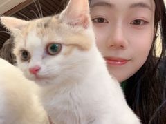 -喜柴咖啡·柴犬狗咖