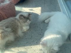 -A猫a狗全科·犬猫异宠·芥西宠物医院(南开总院)