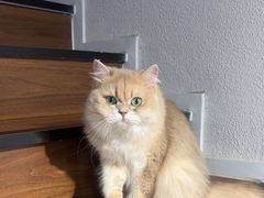 -琪喵猫屋·撸猫猫咖·猫舍
