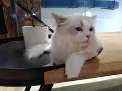 -瞄一喵猫咖(格力海岸店)