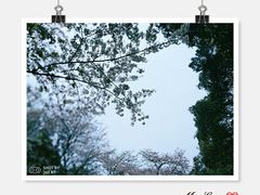 -武汉大学-樱园
