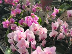 -金三角花鸟鱼综合市场-地面停车场