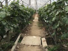 -马陆小张葡萄园农家乐