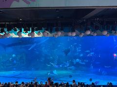 -烟台海昌鲸鲨海洋公园