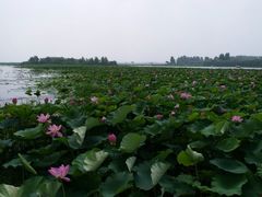 -白洋淀景区