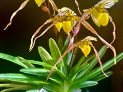 -国家植物园南园