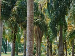 -中国科学院西双版纳热带植物园