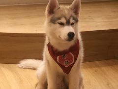 -Husky Go! 哈士奇体验馆·宠物咖啡厅狗咖