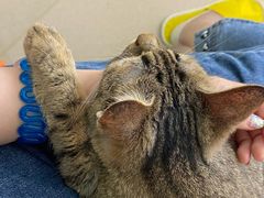 -猫在这儿猫咪咖啡馆·撸猫馆
