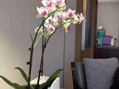 -杭州君悦酒店